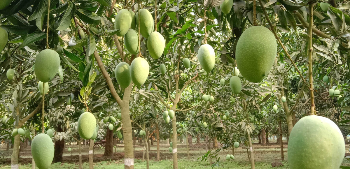 mango farm